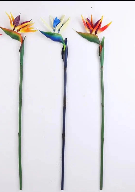 Birds Of Paradise Forever Flowers