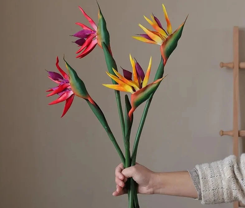 Birds Of Paradise Forever Flowers